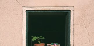 Kiedy należy podlewać pomidory rano czy wieczorem?