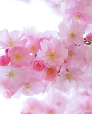 Co oznacza różowy dym? Co oznacza różowy dym?