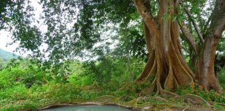 Co zrobić z nieużywanym szambem?