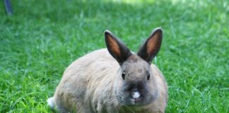 O czym świadczy okopcona rura wydechowa?