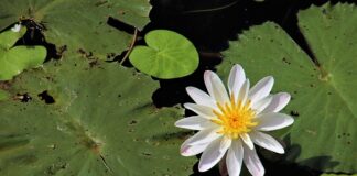 Jak zbudować oczko wodne z folii?