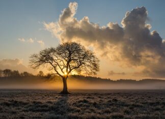 Co lepsze dąb czy buk? Co lepsze dąb czy buk?