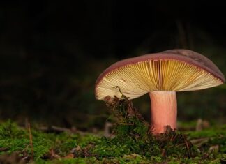 Jak przymocować Lamele do elewacji? Jak przymocować Lamele do elewacji?