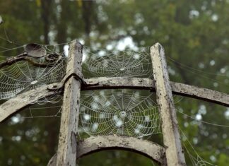 Z czego można zrobić pajęczynę na Halloween? Z czego można zrobić pajęczynę na Halloween?